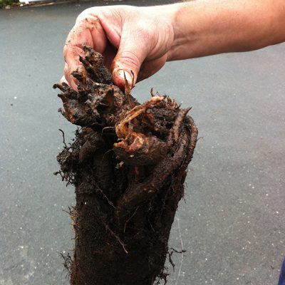 tree-root-from-drain