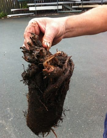 Tree Root From Drain 350x450